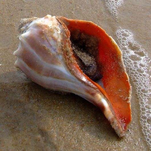 Photo:  Georgia State Seashell